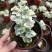 雪莹雪萤日本常春藤人气网红室内外观叶垂吊绿植花卉盆栽植物