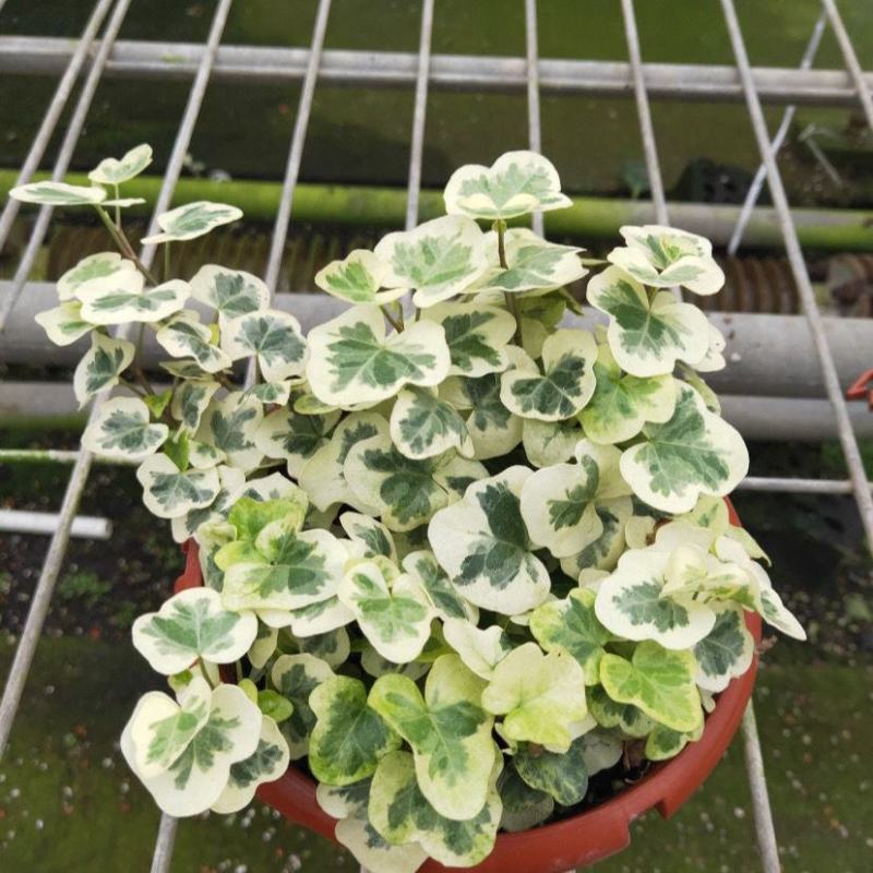 雪莹雪萤日本常春藤人气网红室内外观叶垂吊绿植花卉盆栽植物