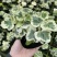 雪莹雪萤日本常春藤人气网红室内外观叶垂吊绿植花卉盆栽植物