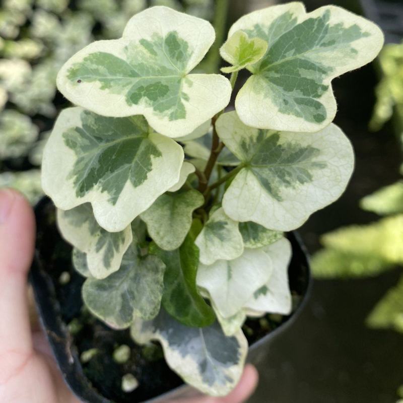 雪莹雪萤日本常春藤人气网红室内外观叶垂吊绿植花卉盆栽植物