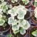 雪莹雪萤日本常春藤人气网红室内外观叶垂吊绿植花卉盆栽植物