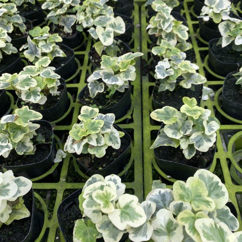 雪莹雪萤日本常春藤人气网红室内外观叶垂吊绿植花卉盆栽植物