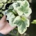 雪莹雪萤日本常春藤人气网红室内外观叶垂吊绿植花卉盆栽植物