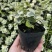 雪莹雪萤日本常春藤人气网红室内外观叶垂吊绿植花卉盆栽植物
