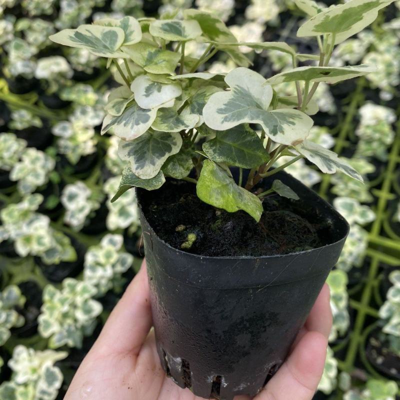 雪莹雪萤日本常春藤人气网红室内外观叶垂吊绿植花卉盆栽植物
