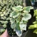 雪莹雪萤日本常春藤人气网红室内外观叶垂吊绿植花卉盆栽植物