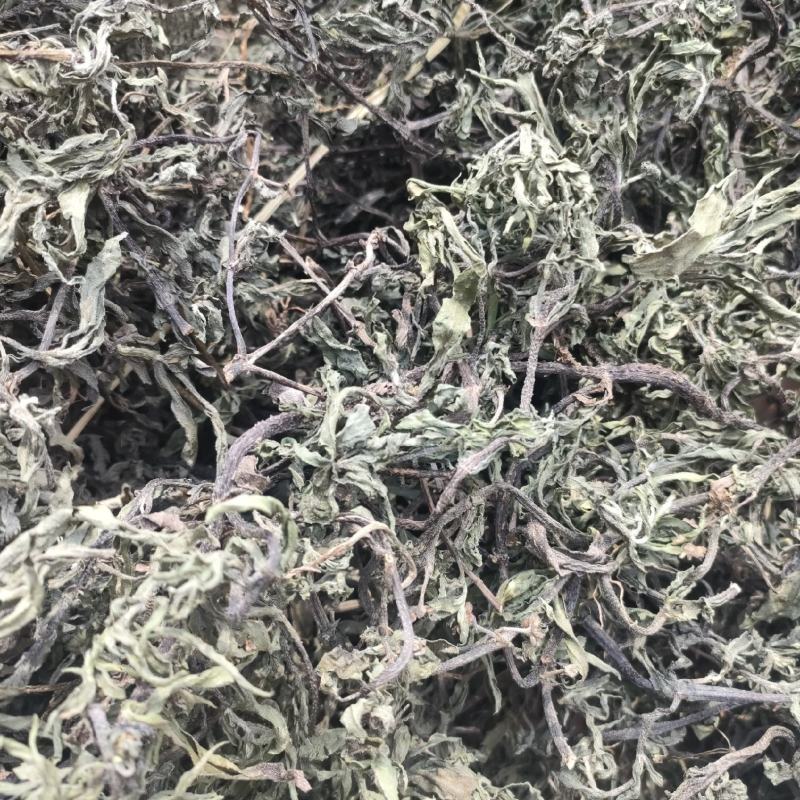 旱莲草