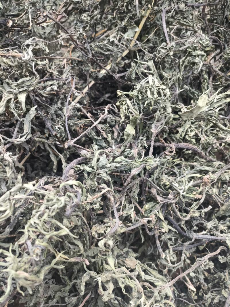 旱莲草