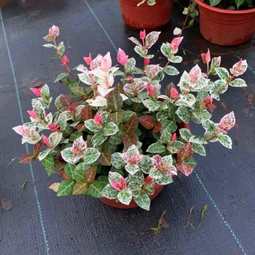 花叶络石花苗盆栽彩叶络石吊兰四季垂吊耐热耐寒植物庭院绿植