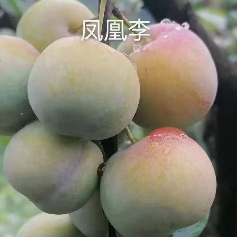 赤水河凤凰李