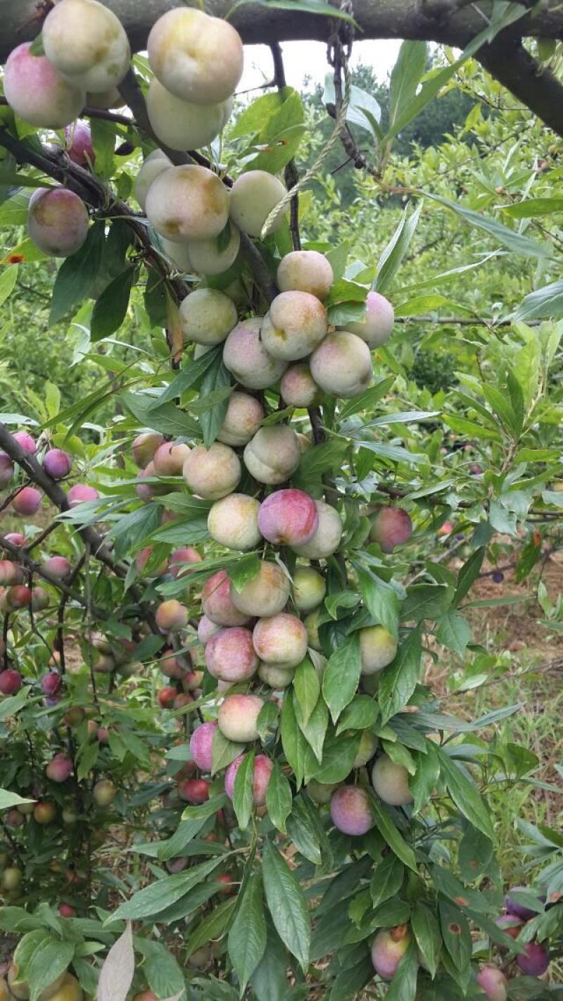 赤水河凤凰李