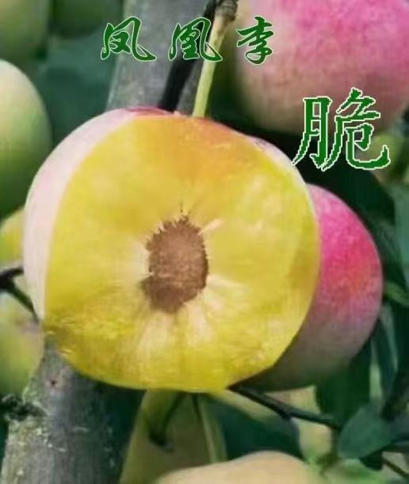 赤水河凤凰李