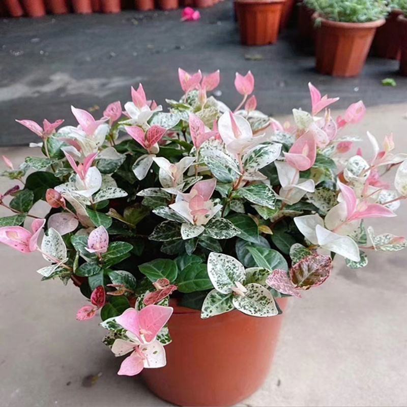 花叶络石花苗盆栽彩叶络石吊兰四季垂吊耐热耐寒植物庭院绿植