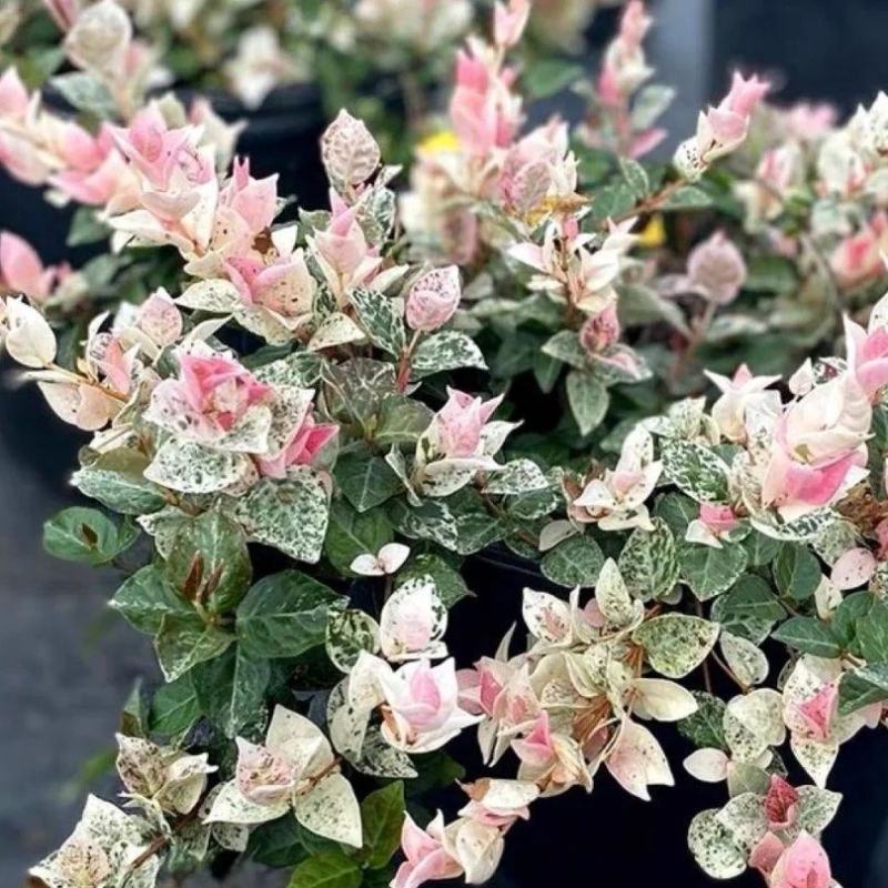 花叶络石花苗盆栽彩叶络石吊兰四季垂吊耐热耐寒植物庭院绿植
