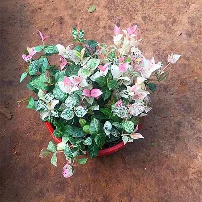 花叶络石花苗盆栽彩叶络石吊兰四季垂吊耐热耐寒植物庭院绿植