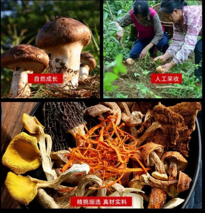 菌汤包厂家直发源头厂家品质保证云南特产供应商