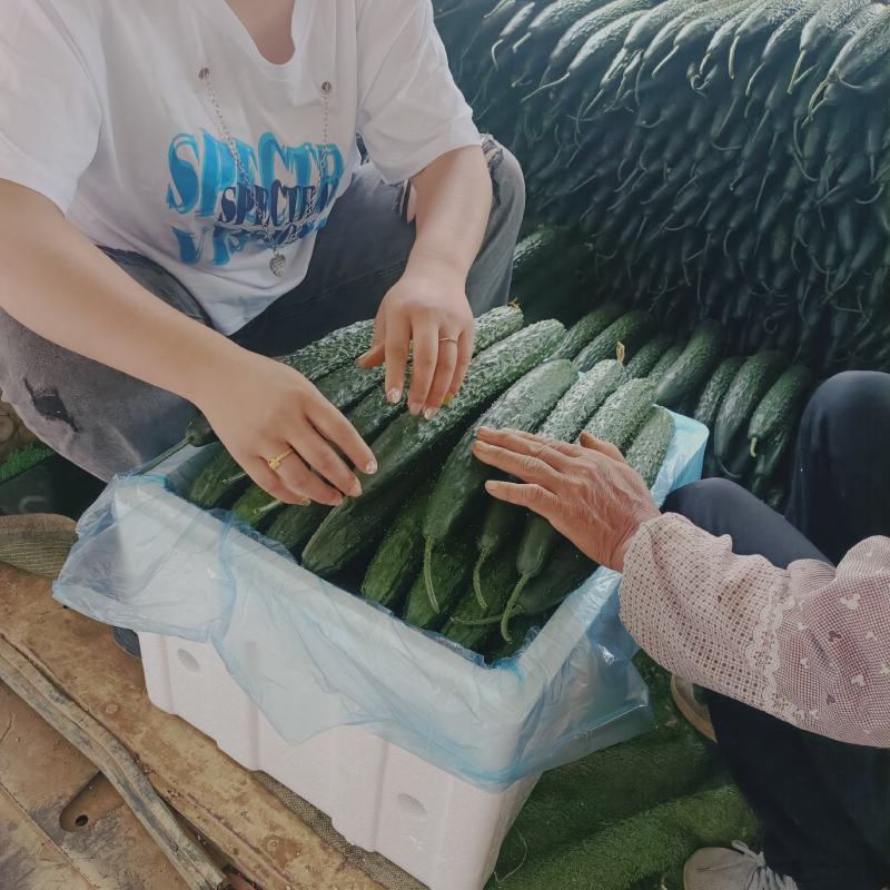 黄瓜，辣椒，茄子等上市，欢迎各位老板采购