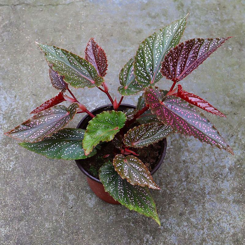 粉点秋海棠竹节海棠绿植盆栽花卉北欧风ins风办公室客厅