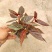 粉点秋海棠竹节海棠绿植盆栽花卉北欧风ins风办公室客厅