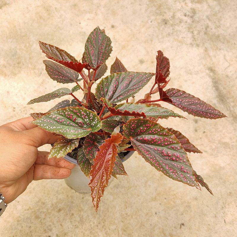 粉点秋海棠竹节海棠绿植盆栽花卉北欧风ins风办公室客厅