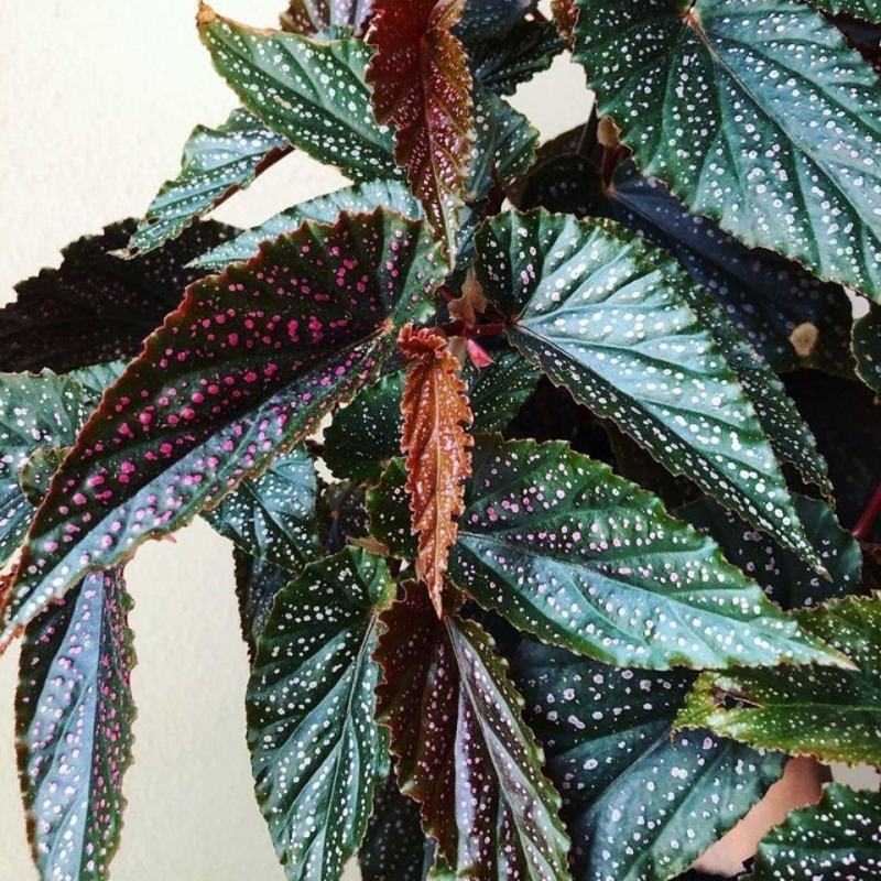 粉点秋海棠竹节海棠绿植盆栽花卉北欧风ins风办公室客厅