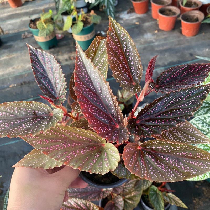 粉点秋海棠竹节海棠绿植盆栽花卉北欧风ins风办公室客厅