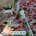 粉点秋海棠竹节海棠绿植盆栽花卉北欧风ins风办公室客厅