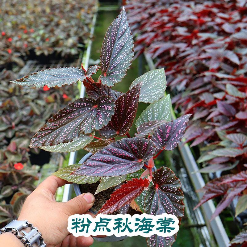 粉点秋海棠竹节海棠绿植盆栽花卉北欧风ins风办公室客厅