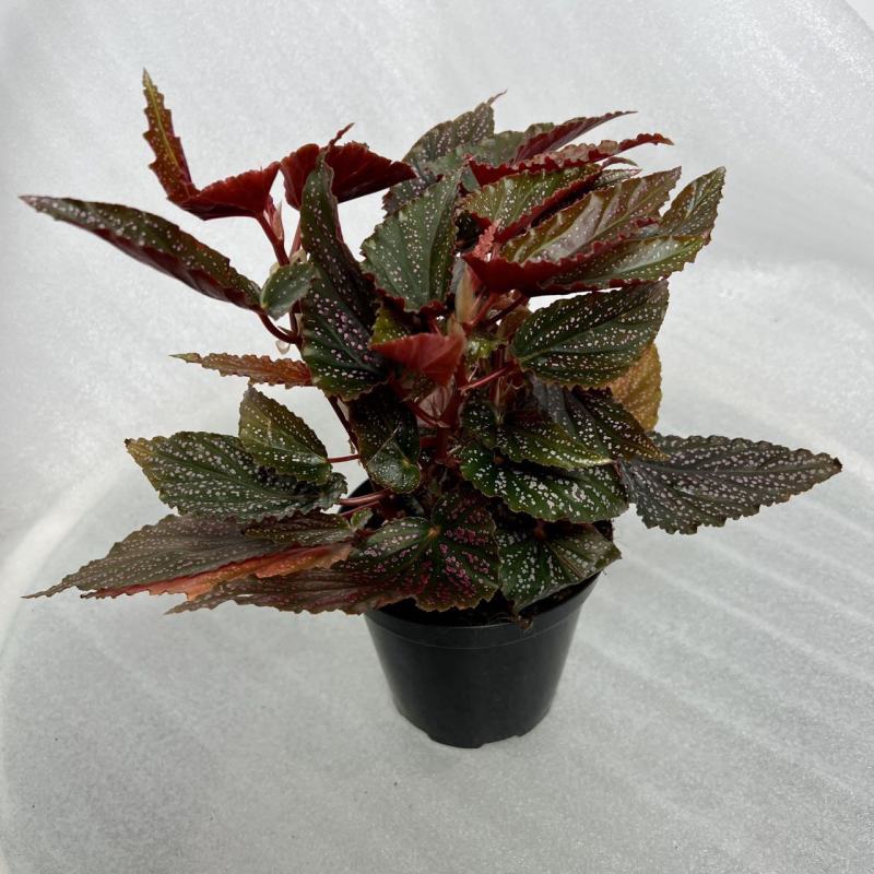 粉点秋海棠竹节海棠绿植盆栽花卉北欧风ins风办公室客厅