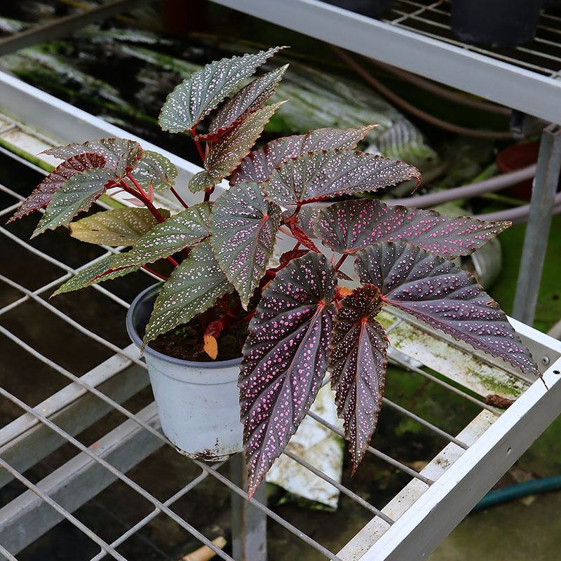 粉点秋海棠竹节海棠绿植盆栽花卉北欧风ins风办公室客厅