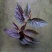 粉点秋海棠竹节海棠绿植盆栽花卉北欧风ins风办公室客厅