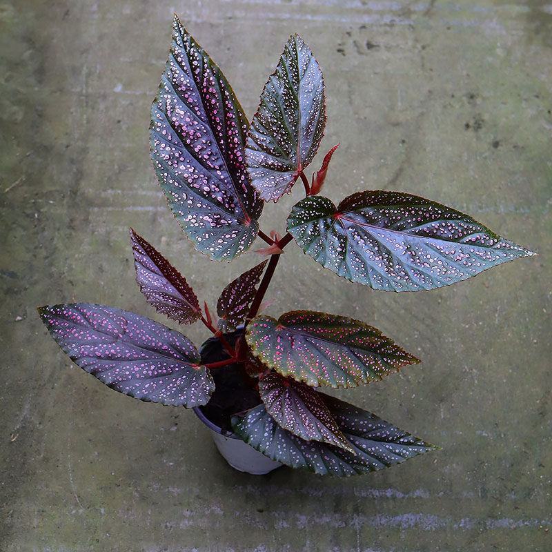 粉点秋海棠竹节海棠绿植盆栽花卉北欧风ins风办公室客厅