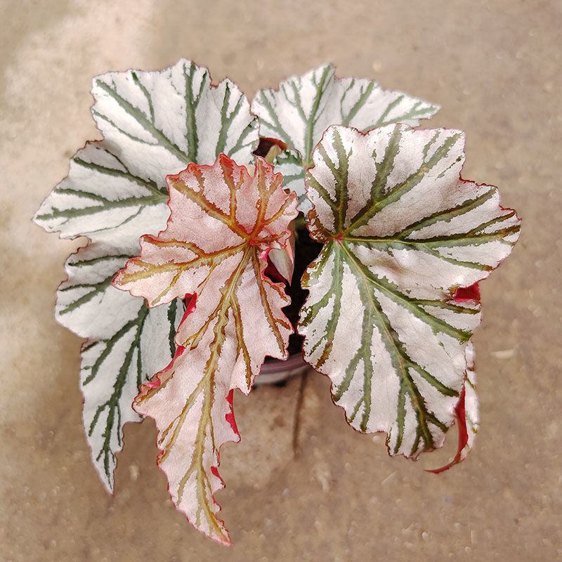 海威秋海棠室内盆栽北欧进口绿植网红ins风观叶开花植物