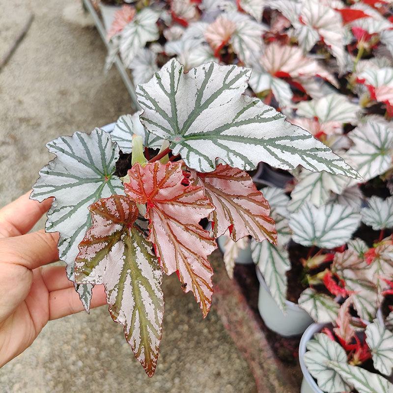 海威秋海棠室内盆栽北欧进口绿植网红ins风观叶开花植物