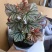 海威秋海棠室内盆栽北欧进口绿植网红ins风观叶开花植物