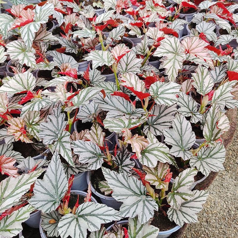 海威秋海棠室内盆栽北欧进口绿植网红ins风观叶开花植物