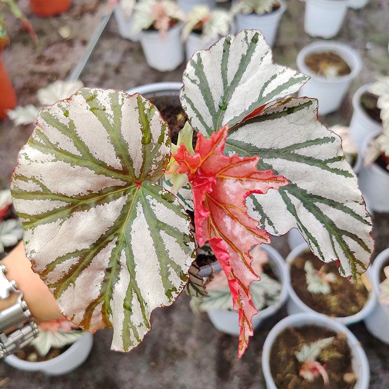 海威秋海棠室内盆栽北欧进口绿植网红ins风观叶开花植物