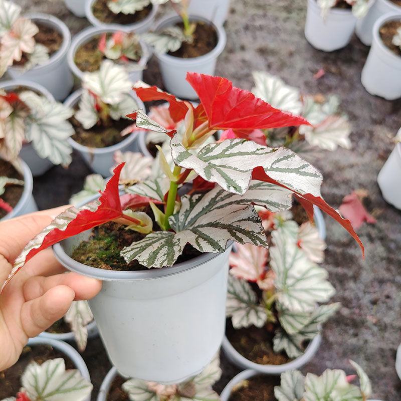 海威秋海棠室内盆栽北欧进口绿植网红ins风观叶开花植物