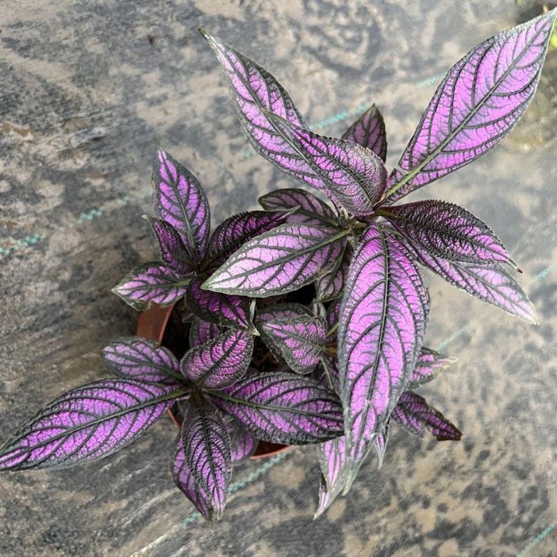 波斯红草红贝马蓝梦幻紫色叶观叶植物阳台耐阴耐晒多年生盆栽