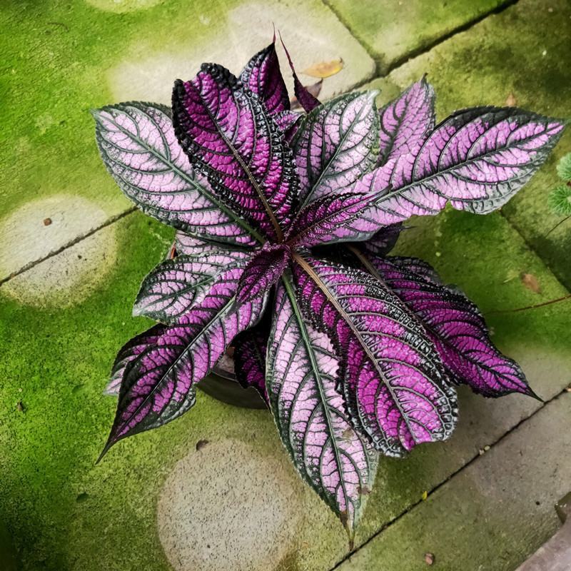 波斯红草红贝马蓝梦幻紫色叶观叶植物阳台耐阴耐晒多年生盆栽