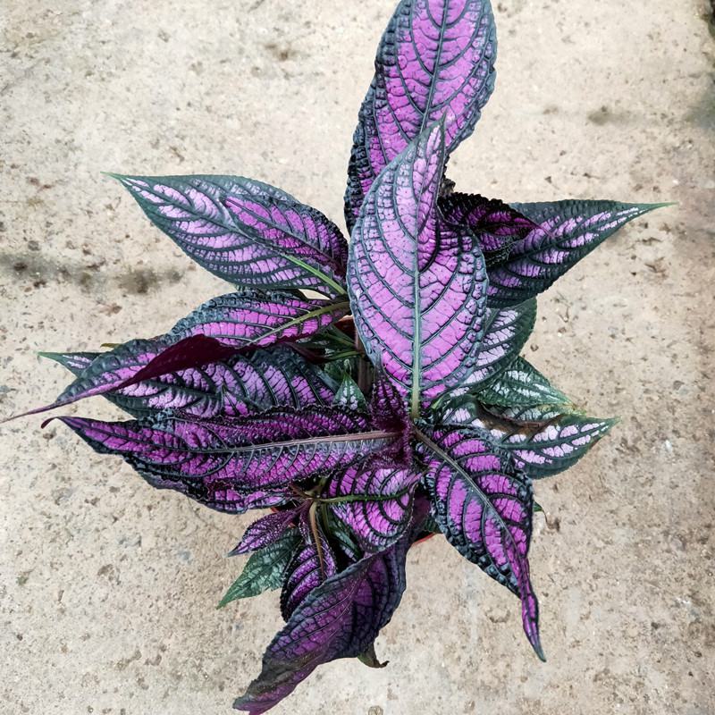 波斯红草红贝马蓝梦幻紫色叶观叶植物阳台耐阴耐晒多年生盆栽