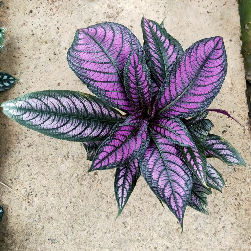 波斯红草红贝马蓝梦幻紫色叶观叶植物阳台耐阴耐晒多年生盆栽