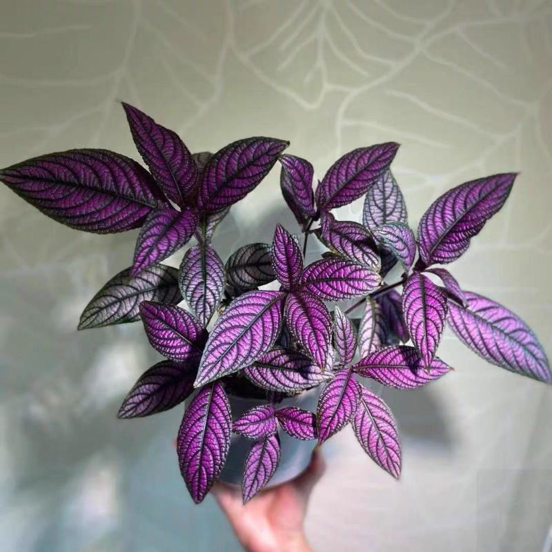 波斯红草红贝马蓝梦幻紫色叶观叶植物阳台耐阴耐晒多年生盆栽
