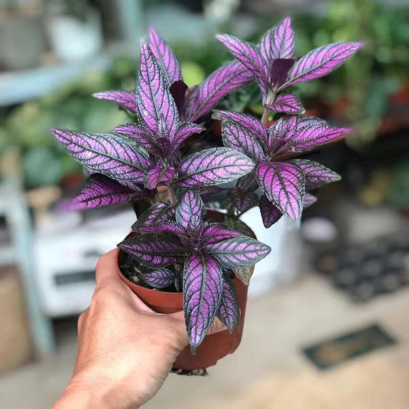 波斯红草红贝马蓝梦幻紫色叶观叶植物阳台耐阴耐晒多年生盆栽