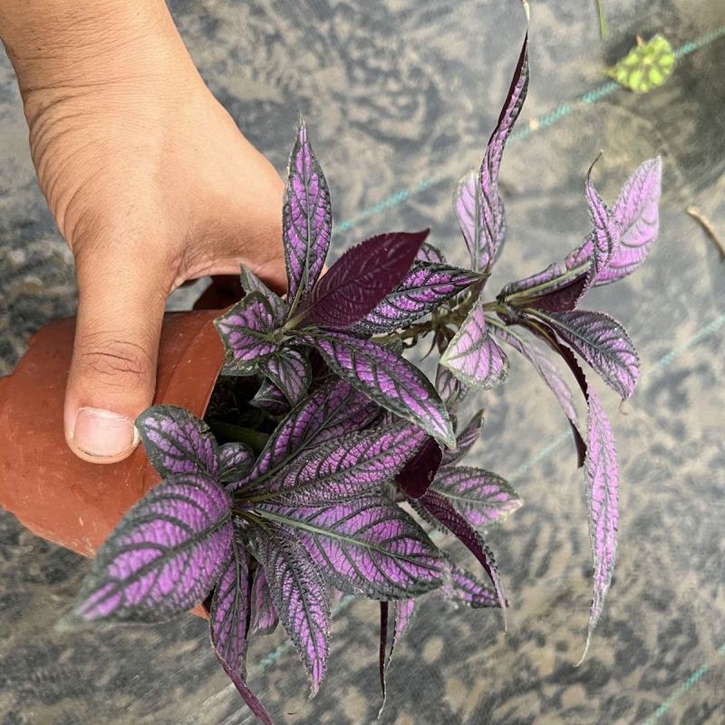 波斯红草红贝马蓝梦幻紫色叶观叶植物阳台耐阴耐晒多年生盆栽