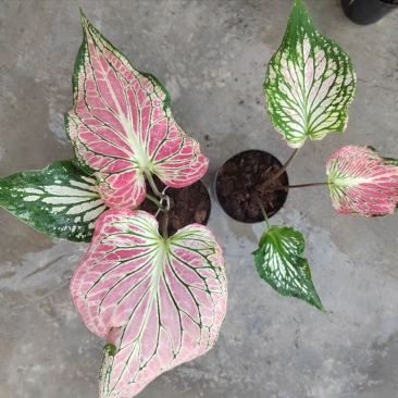 彩叶芋白色恋人粉色和声草莓之心室内观叶植物网红ins风懒