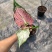 彩叶芋白色恋人粉色和声草莓之心室内观叶植物网红ins风懒