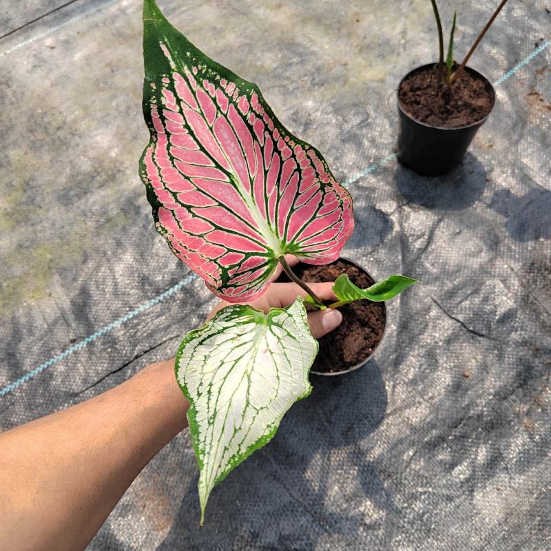 彩叶芋白色恋人粉色和声草莓之心室内观叶植物网红ins风懒