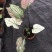 彩叶芋白色恋人粉色和声草莓之心室内观叶植物网红ins风懒