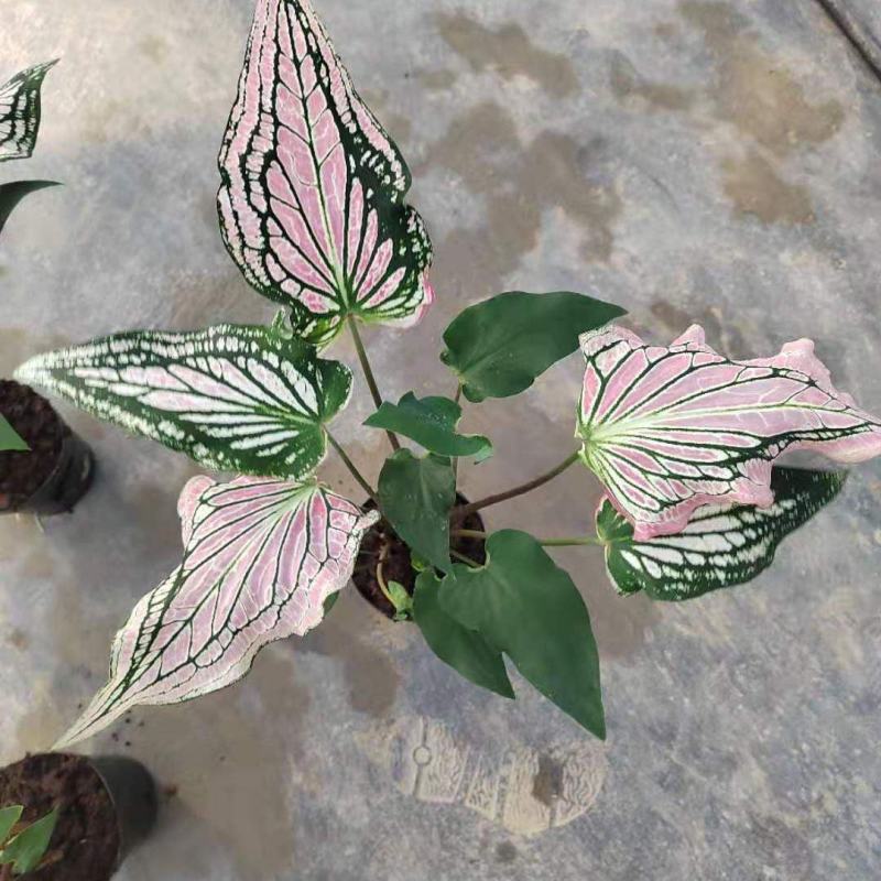 彩叶芋白色恋人粉色和声草莓之心室内观叶植物网红ins风懒